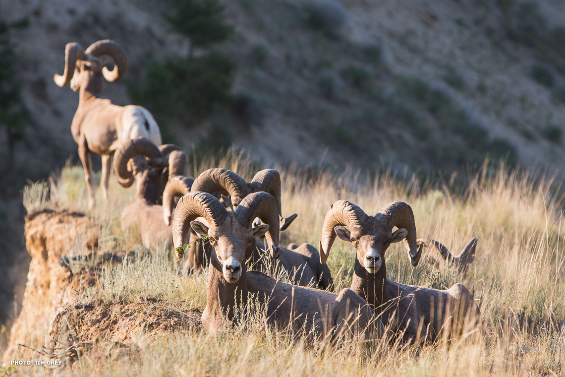 Big Horned Sheep Radium HotSprings