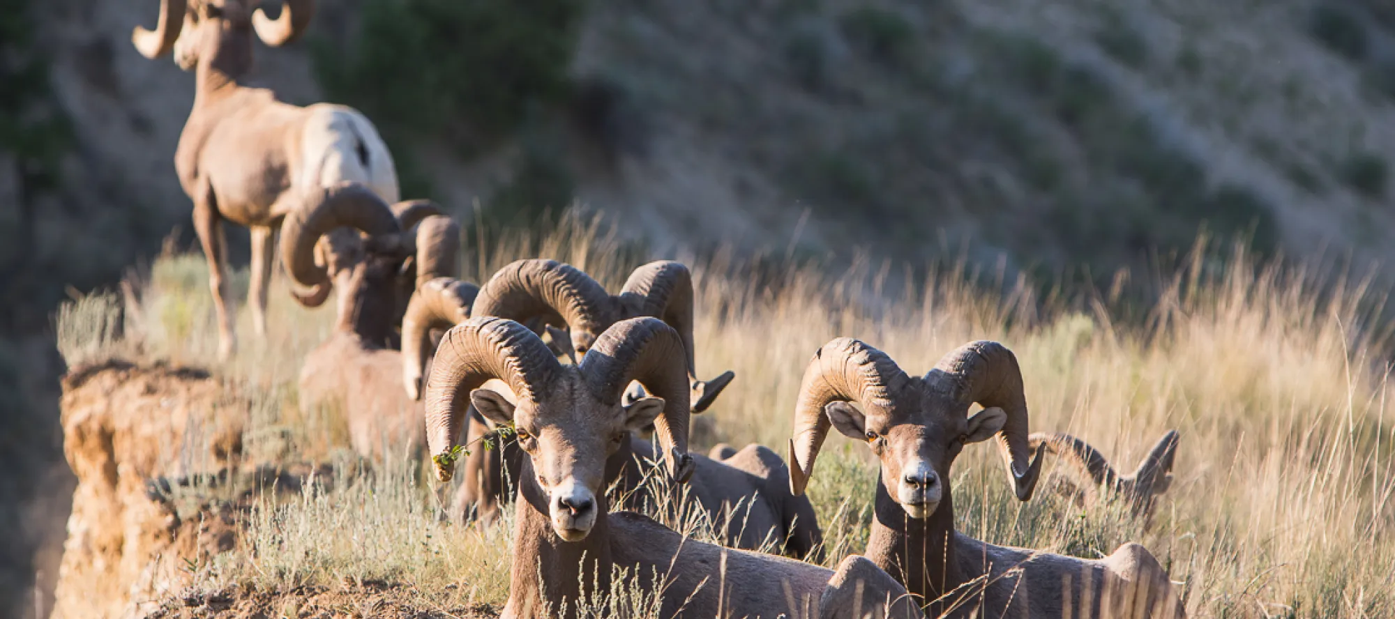 Radium Hot Springs Bighorn Sheep