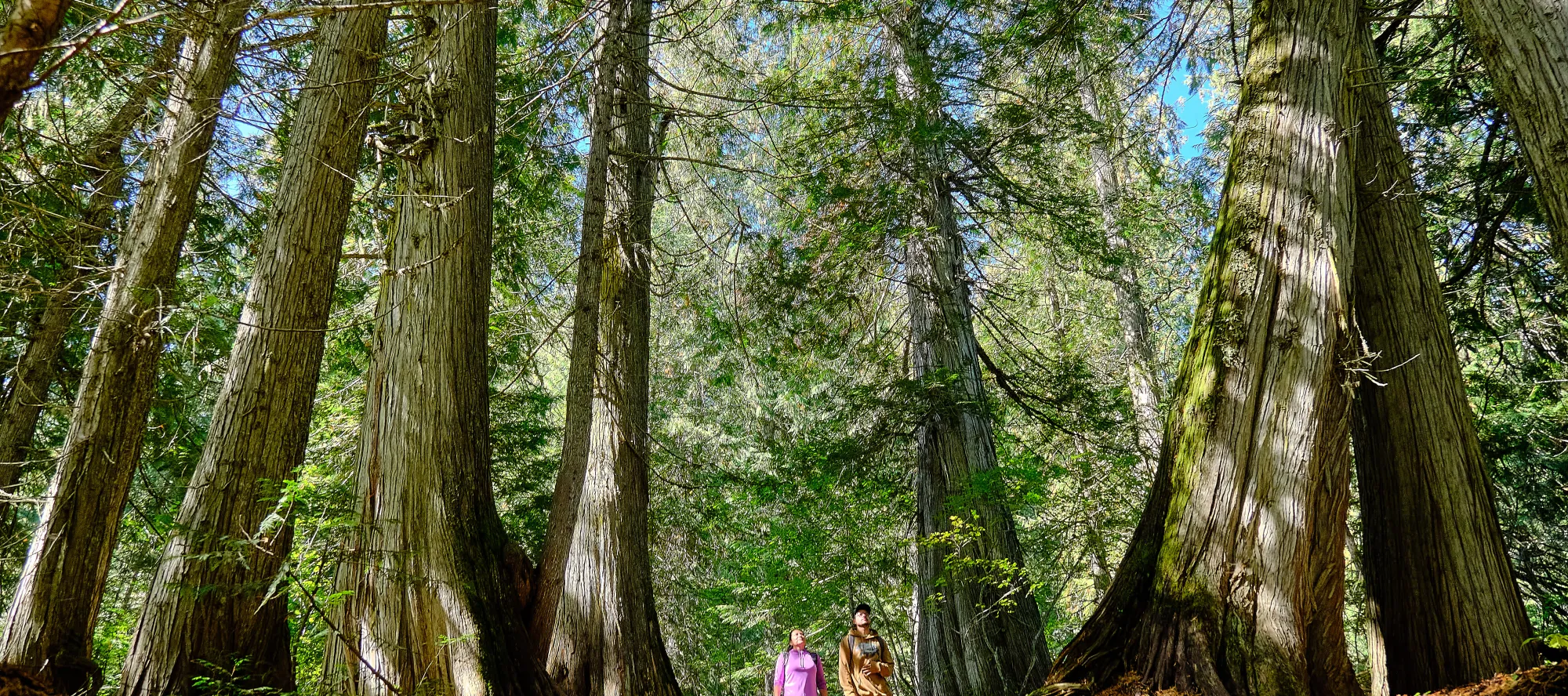 Ktunaxa_BC Rockies hiking Old Growth Trail Photo credit: Kyle Hamilton/ZenSeekers/#ktunaxahomelands