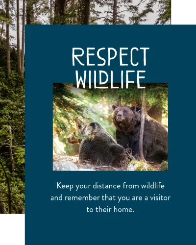 Respect Wildlife - Bears